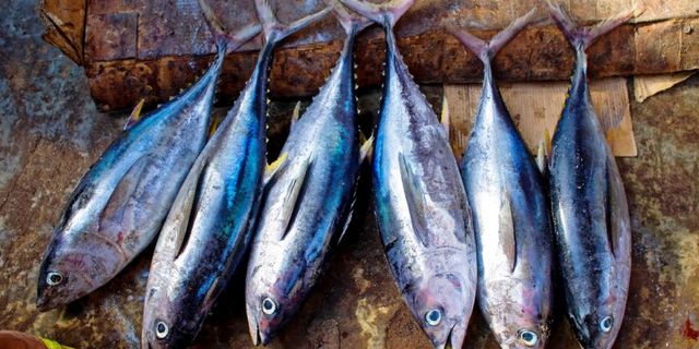 Balıkçılıkta av yasağı yarın başlıyor…
