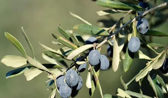 İşte Bursa'da zeytin üreticinin en büyük sorunu
