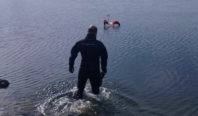 İzmir'de flamingoya dalgıçlardan hayat veren kurtarma