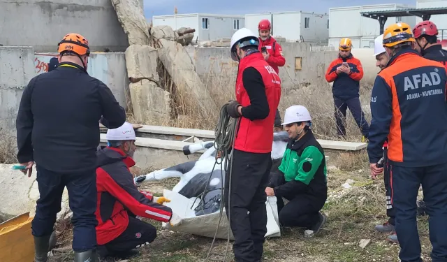 AFAD'dan uluslararası iş birliğiyle hayvan koruma projesi... RESQ-ANIMALS başladı