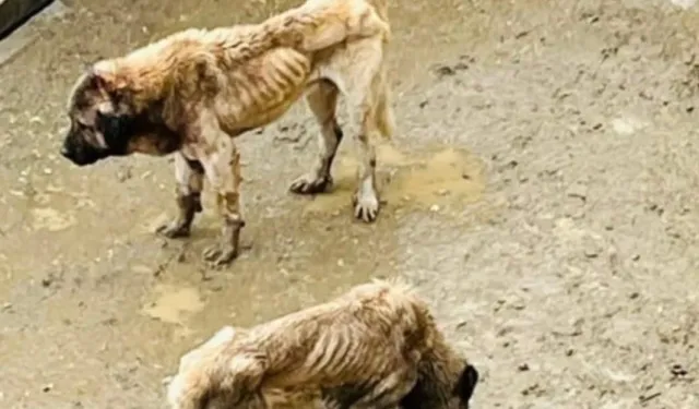 Bozüyük Kaymakamlığı inceleme başlattı!