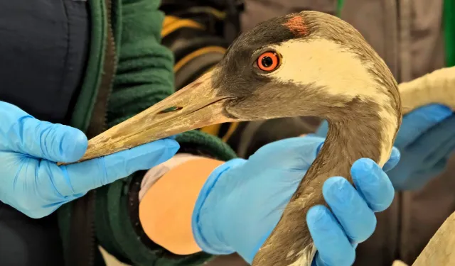 Sakarya'da bulunan yaralı turna, Kocaeli'de yaşama tutundu