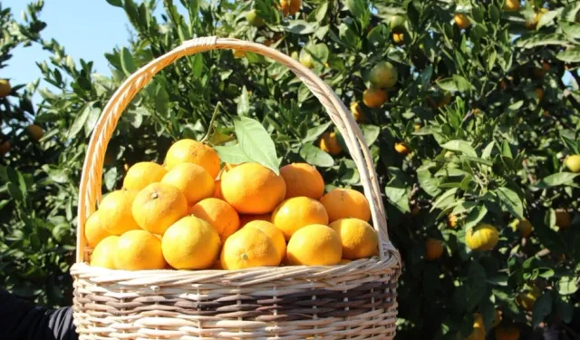 Tarım ürünleri üretici fiyatları yıllık yüzde 40,1 arttı... Aylıkta en yüksek artış turunçgillerde