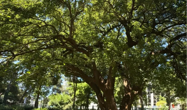 İzmir'de Kültürpark'ın köklerine yolculuk