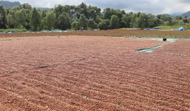 Ordu'da fındık hasadı ve katma değerli üretim