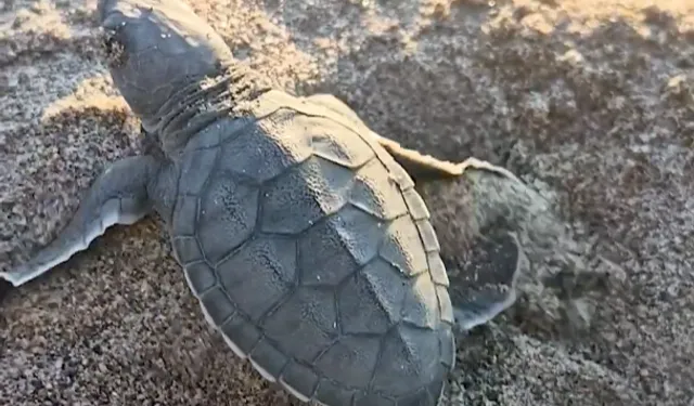 Akyatan'da deniz kaplumbağaları için seferberlik