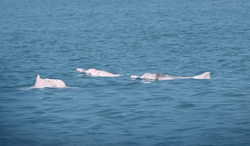 Yapay zeka Çin beyaz yunuslarını korumada umut veriyor