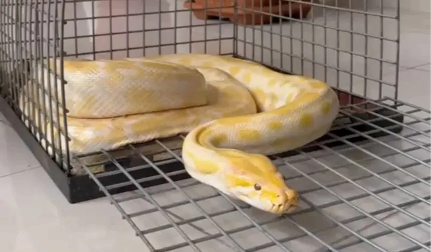 Denizli'de AVM'de sergilenen pitona el konuldu