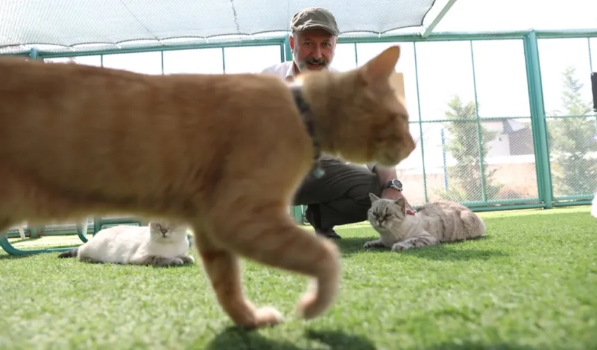 Küçük Dostlar Kedi Kasabası rekor ziyaretçiye ulaştı