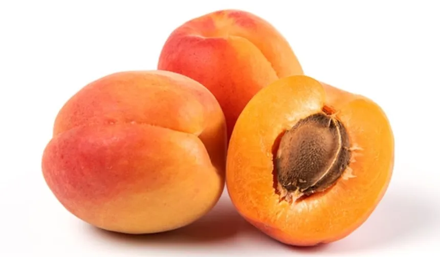 Bitkisel ürünlerde en yüksek yeterlilik kayısı ve zerdalide