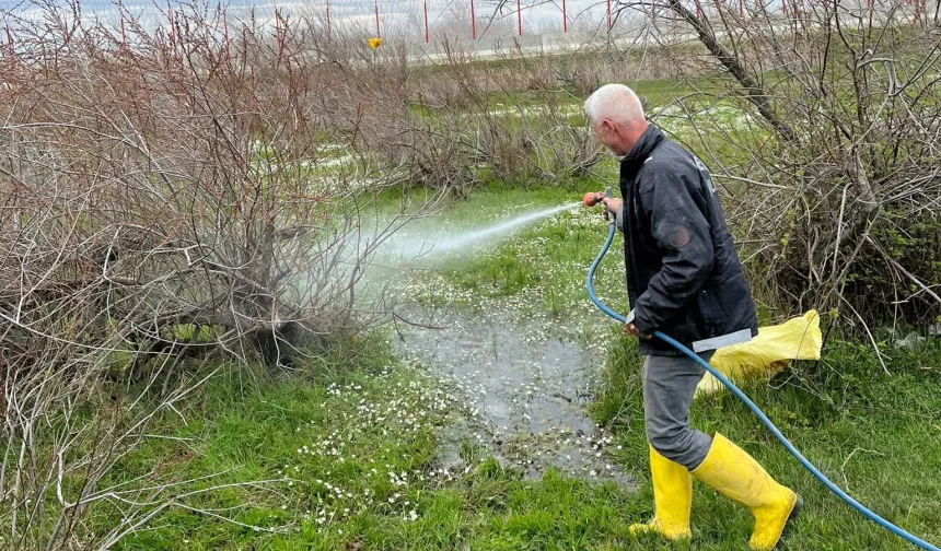 Enez'de larva ilaçlaması başladı