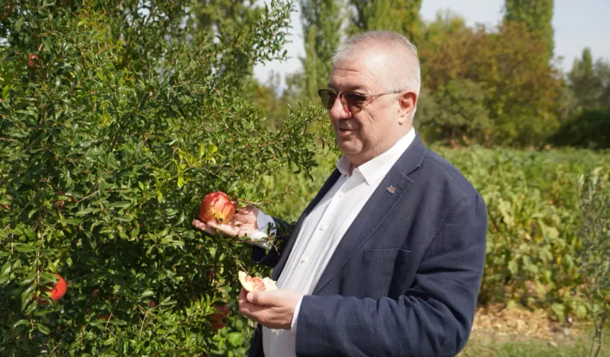 Balıkesir Edremit Belediyesi ata tohumlarını geleceğe taşıyor