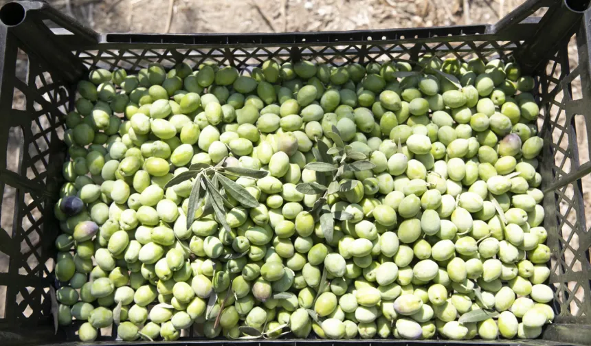 Mersin'de zeytin fidanları ürün verdi